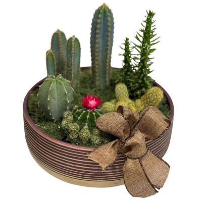 Cactus Garden from your local Clinton,TN florist, Knight's Flowers