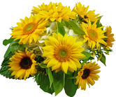 /images/480SSlg.jpg Sunny Sunflower Bouquet from your Clinton, TN florist