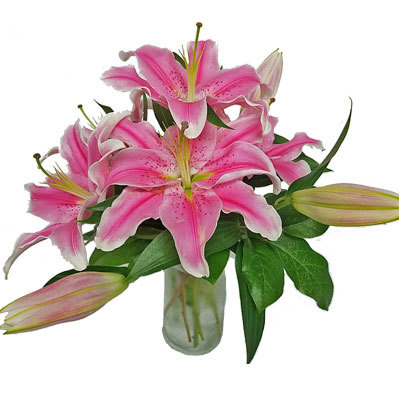 The Dazzler Bouquet from your local Clinton,TN florist, Knight's Flowers