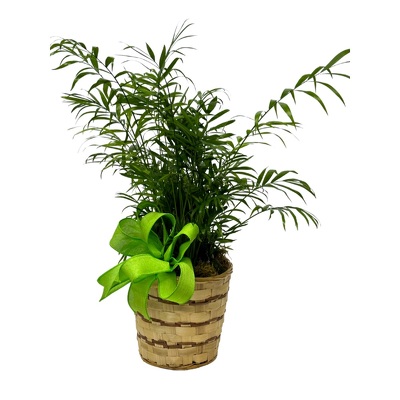 Parlor Palm Plant from your local Clinton,TN florist, Knight's Flowers