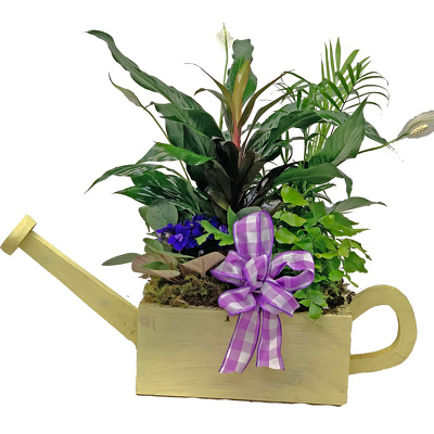 Watering Can Planter from your local Clinton,TN florist, Knight's Flowers