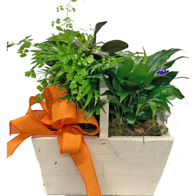Basket Planter from your local Clinton,TN florist, Knight's Flowers