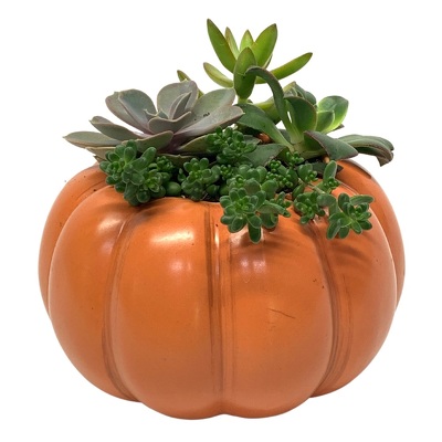 Ceramic Pumpkin filled with succulents from your local Clinton,TN florist, Knight's Flowers