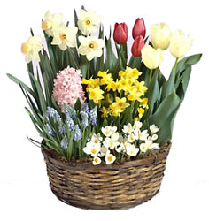 Bulb Garden