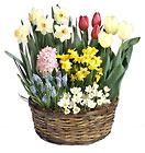 Bulb Garden