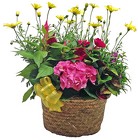 /images/708lg.jpg Combination Planter from your Clinton, TN florist