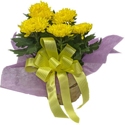 Chrysanthemum Plant from your local Clinton,TN florist, Knight's Flowers