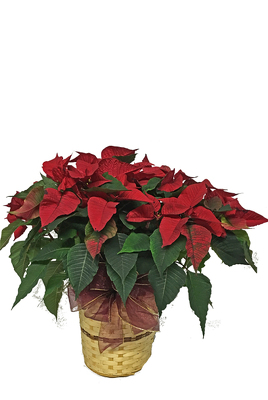 Small Poinsettia Plant from your local Clinton,TN florist, Knight's Flowers