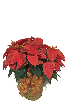 Poinsettia Plant  from your local Clinton,TN florist, Knight's Flowers