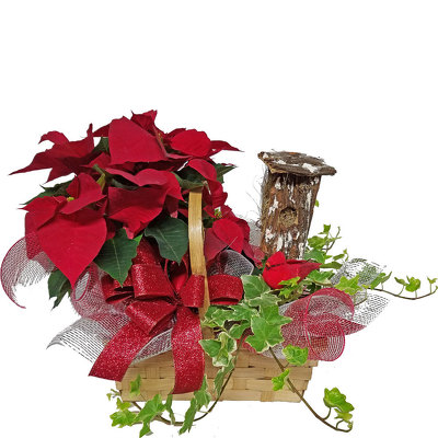 Poinsettia Basket  from your local Clinton,TN florist, Knight's Flowers