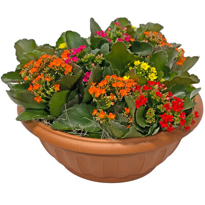 Kalanchoe Planter from your local Clinton,TN florist, Knight's Flowers