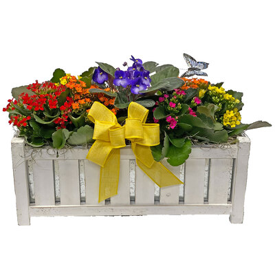 Combo Kalanchoe & Violet Planter from your local Clinton,TN florist, Knight's Flowers