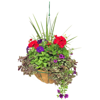 Hanging Blooming Pot from your local Clinton,TN florist, Knight's Flowers