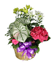 Combination Planter