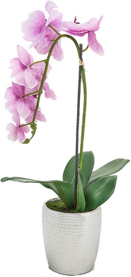 Fresh Orchid Planter from your local Clinton,TN florist, Knight's Flowers