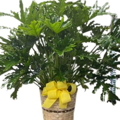 Split-Leaf Philodendron  from your local Clinton,TN florist, Knight's Flowers