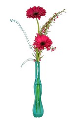 Groovy Gerber Daisies