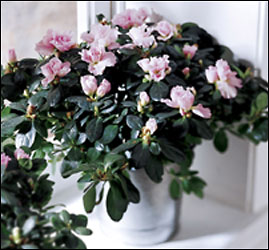 Azalea