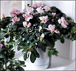 Azalea