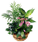 /images/ftd04white/C35-2943lg.jpg European_Dish_Garden from your Clinton, TN florist