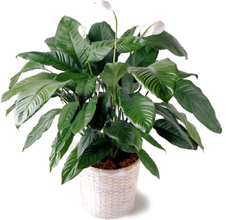 Peace_Lily_Plant from your local Clinton,TN florist, Knight's Flowers