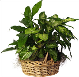 Dish_Garden from your Clinton, TN florist