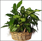 Dish_Garden