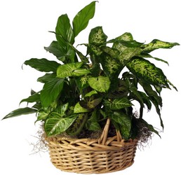 Large Dish Garden
