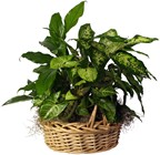 /images/ifa/ifam062lg.jpg Large Dish Garden from your Clinton, TN florist