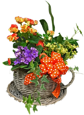 European_Dish_Garden from your local Clinton,TN florist, Knight's Flowers