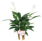 Peace Lily Plant