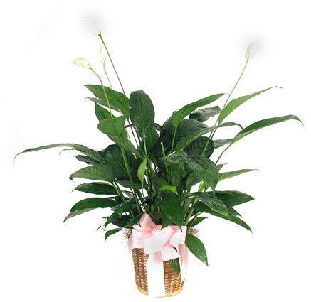 Peace Lily Plant from your local Clinton,TN florist, Knight's Flowers