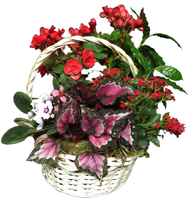 European_Dish_Garden  from your local Clinton,TN florist, Knight's Flowers