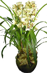 Orchid Plant