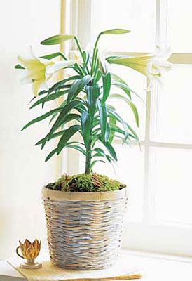Easter Lily Plant from your local Clinton,TN florist, Knight's Flowers