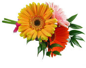 /images/wedding-slbm1lg.jpg Summer Lovin' Bridesmaid Bouquet-Gerberas