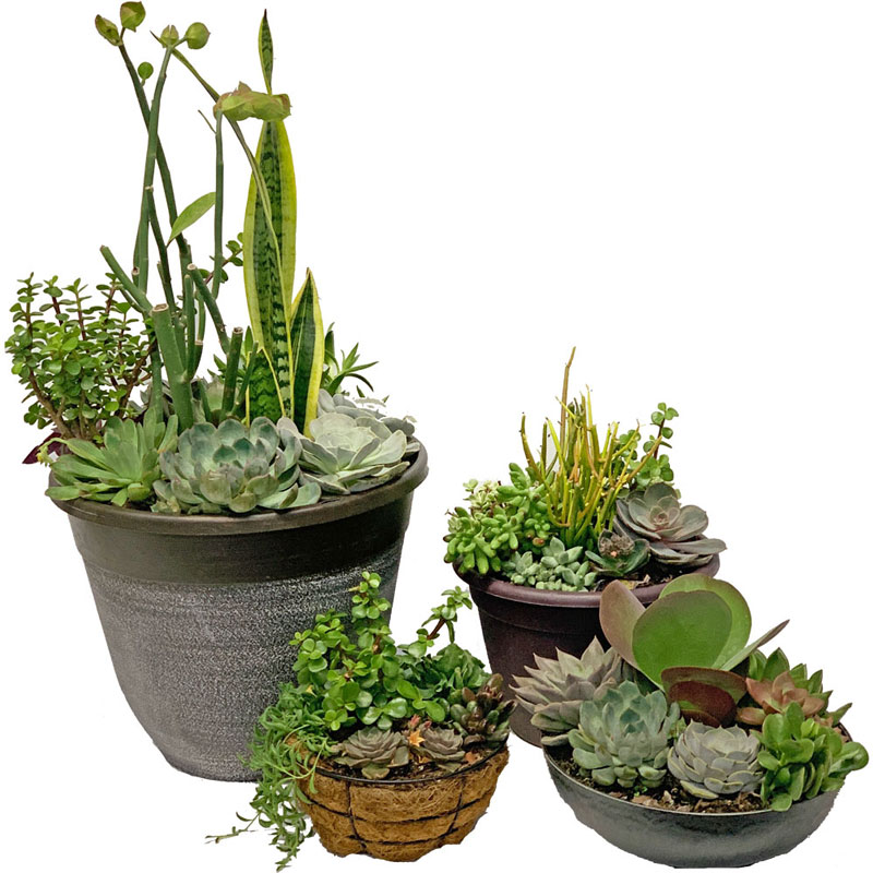 Order Succulents today from Knight's Flowers