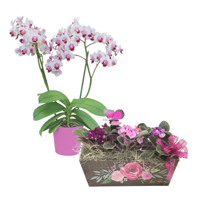 Order Blooming Plants from Knights Flowers