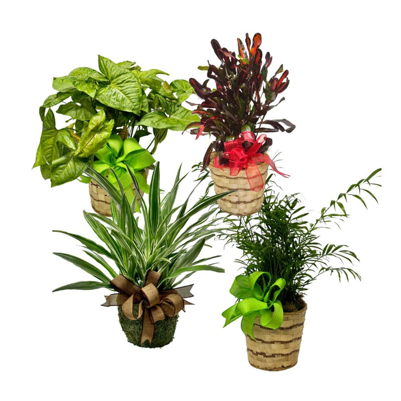 Order Houseplants from Knights Flowers