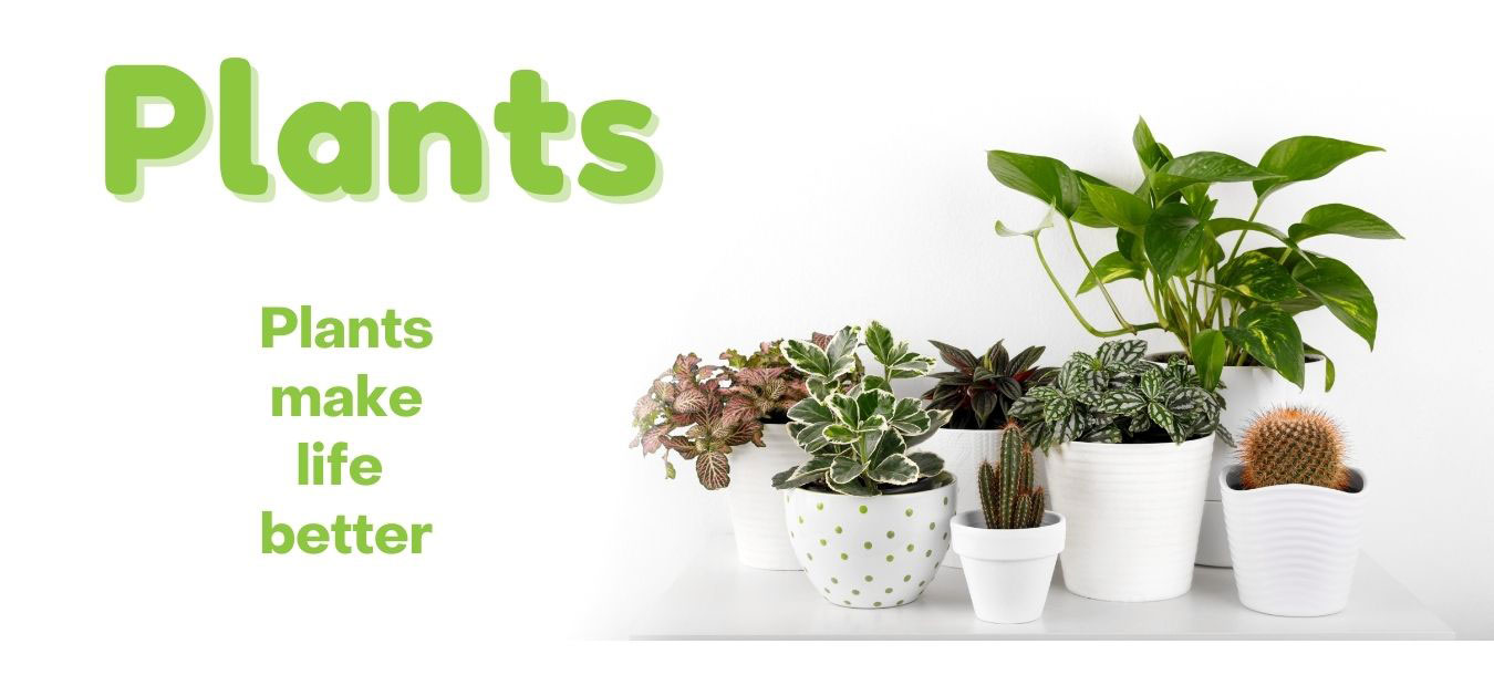 Blooming Plants, Houseplants, and Succulents from Knights Flowers