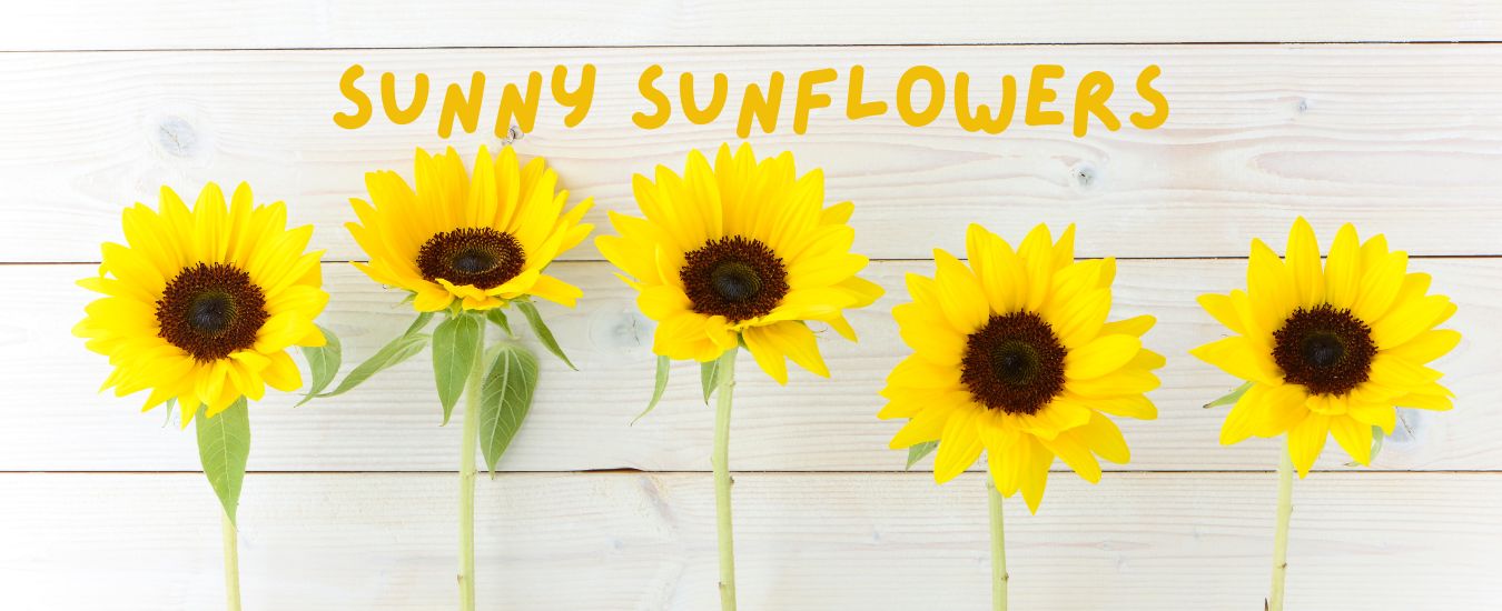 Sunflowers from Knight's Flowers