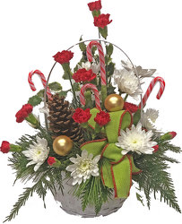 Candy Cane Lane from your local Clinton,TN florist, Knight's Flowers