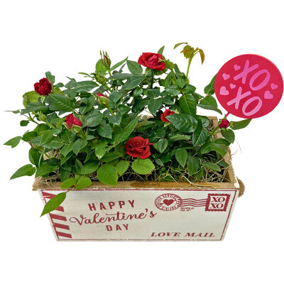 Love Mail Planter from your local Clinton,TN florist, Knight's Flowers