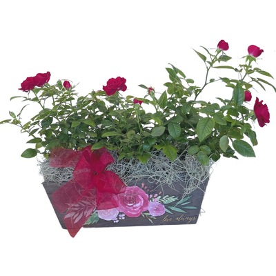 Love Rose Planter from your local Clinton,TN florist, Knight's Flowers