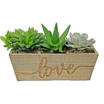 Love Succulent Garden from your local Clinton,TN florist, Knight's Flowers