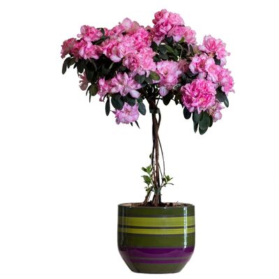 Azalea Tree from your local Clinton,TN florist, Knight's Flowers