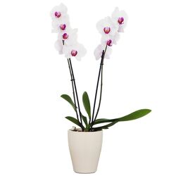 Orchid Plant from your local Clinton,TN florist, Knight's Flowers