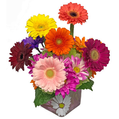 Sunny Gerbera Daisies Bouquet from your local Clinton,TN florist, Knight's Flowers