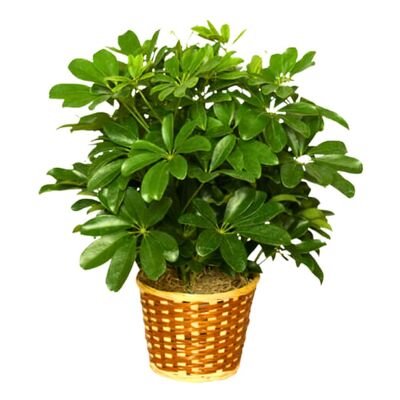 Arboricola-601M from your local Clinton,TN florist, Knight's Flowers