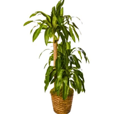 Corn Plant from your local Clinton,TN florist, Knight's Flowers